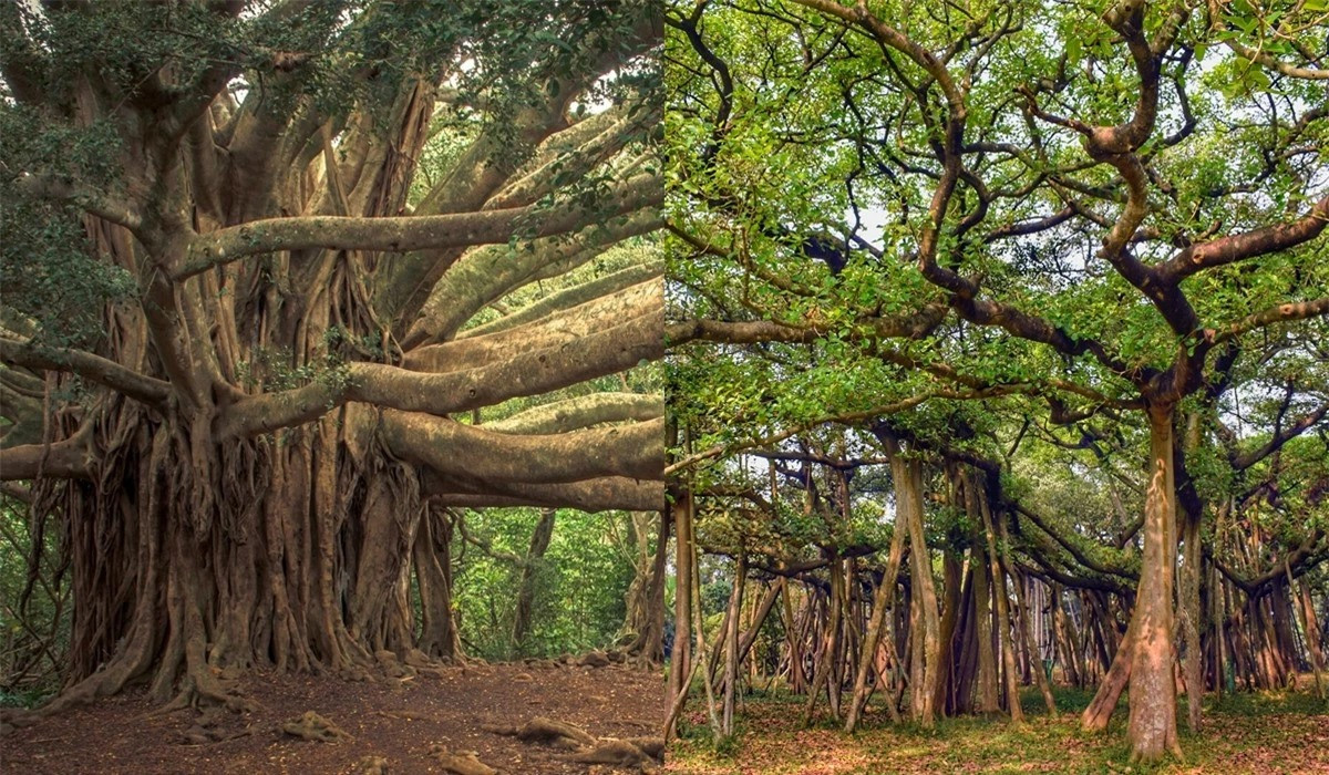Cây đa cổ thụ rộng nhất thế giới: Cao bằng nhà 6 tầng Cay da co thu rong nhat the gioi: Cao bang nha 6 tang