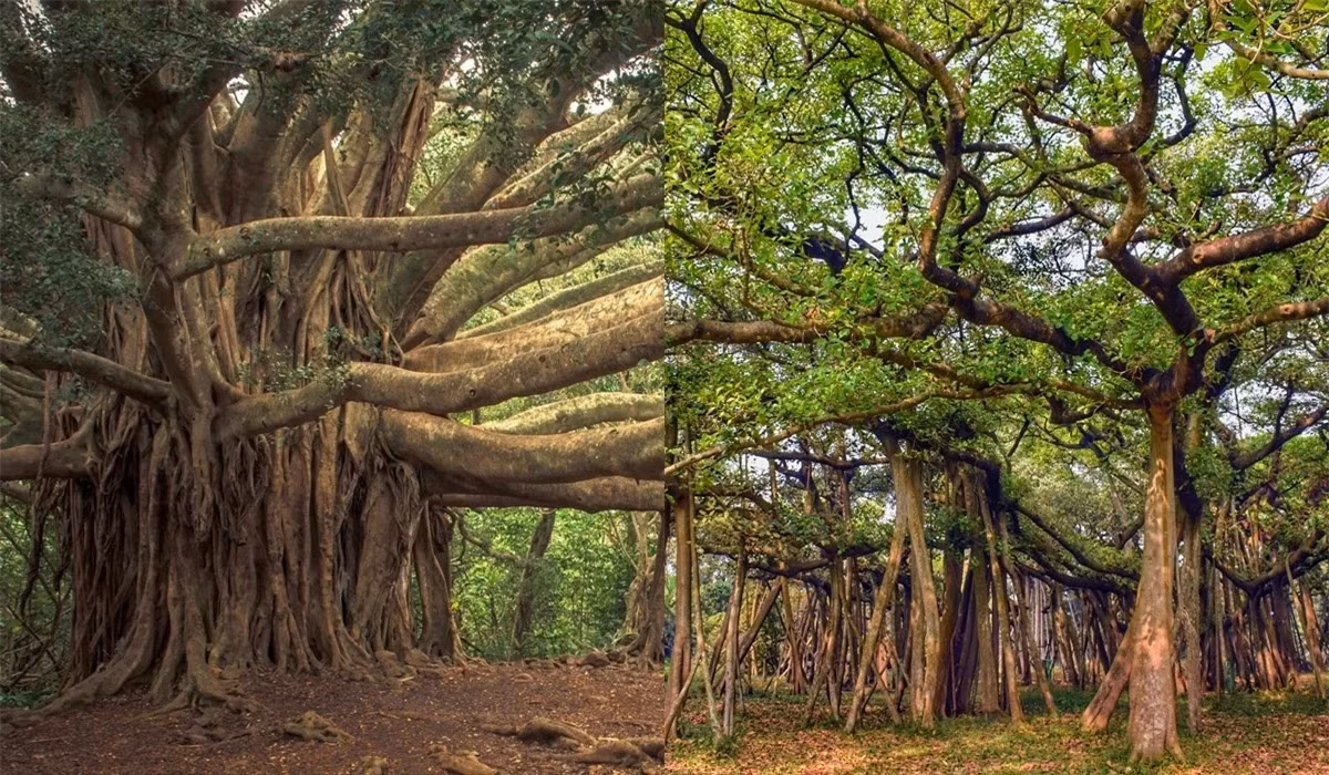 Cay da co thu rong nhat the gioi: Cao bang nha 6 tang