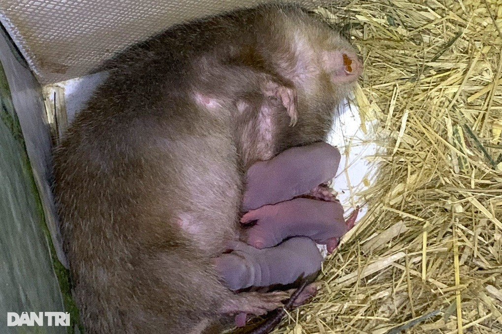 Kỹ sư 9X nuôi loài “ăn đêm ngủ ngày”, mỗi năm lãi 200 triệu đồng - Hình 2 Ky su 9X nuoi loai “an dem ngu ngay”, moi nam lai 200 trieu dong-Hinh-2