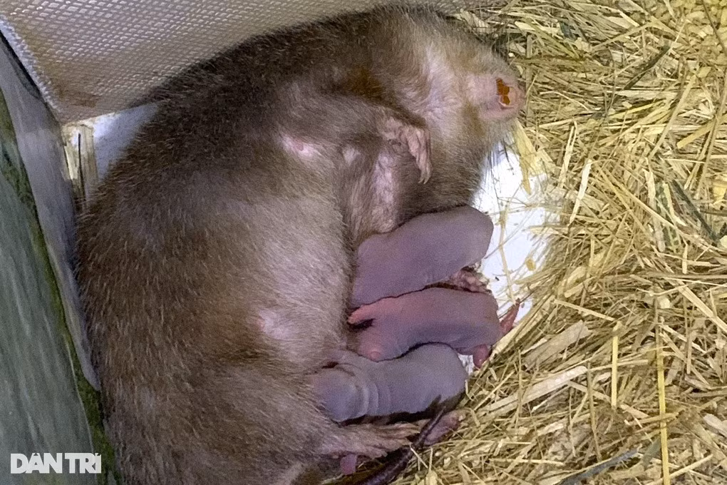 Ky su 9X nuoi loai “an dem ngu ngay”, moi nam lai 200 trieu dong-Hinh-2