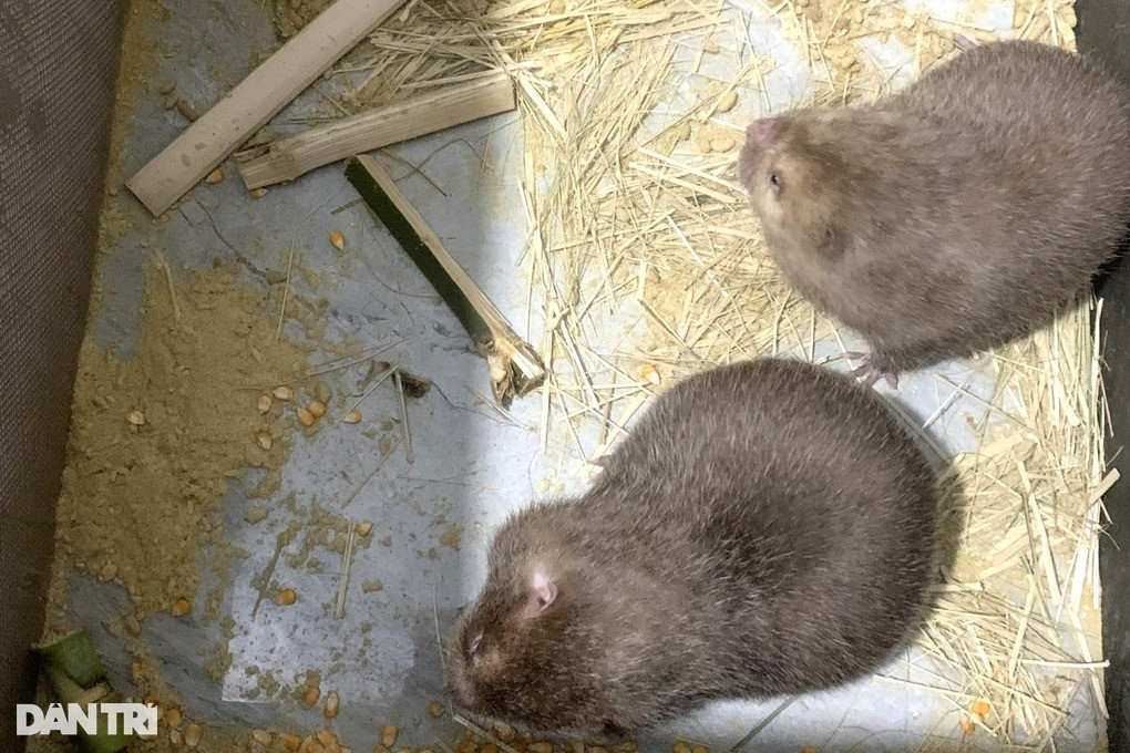 Kỹ sư 9X nuôi loài “ăn đêm ngủ ngày”, mỗi năm lãi 200 triệu đồng - Hình 3 Ky su 9X nuoi loai “an dem ngu ngay”, moi nam lai 200 trieu dong-Hinh-3