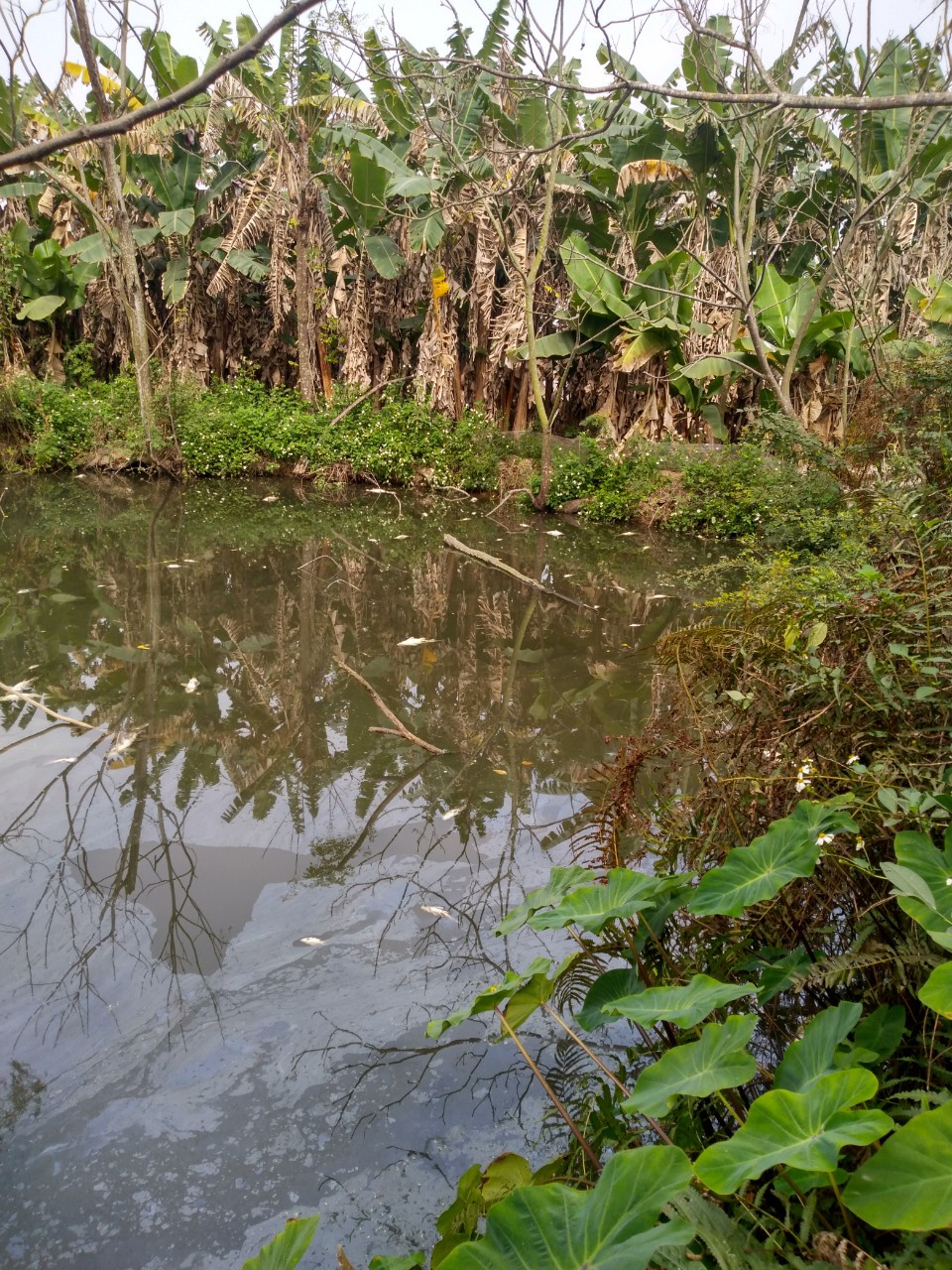 Thái Bình: DN xả thải không ngừng, cơ quan chức năng đang làm gì? Thai Binh: DN xa thai khong ngung, co quan chuc nang dang lam gi?