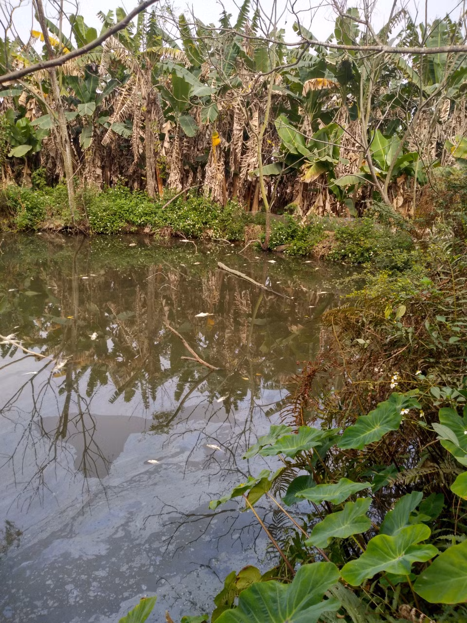 Thai Binh: DN xa thai khong ngung, co quan chuc nang dang lam gi?