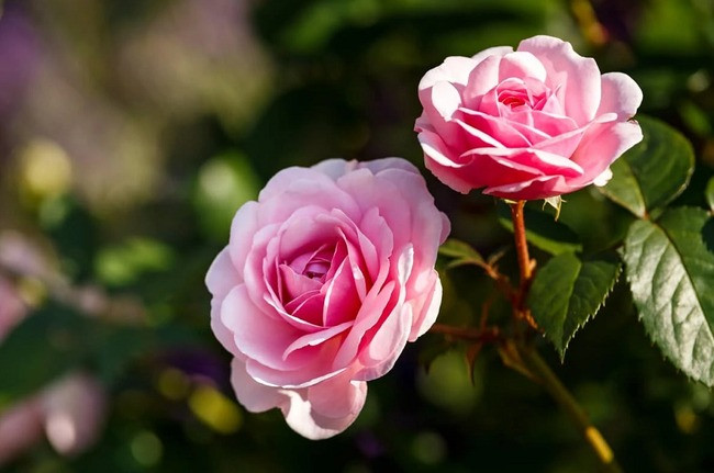 3 con giap am tham tich luy “nang luong”, thang 12 phat nhanh