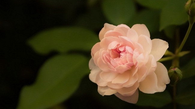 3 con giap am tham tich luy “nang luong”, thang 12 phat nhanh-Hinh-3