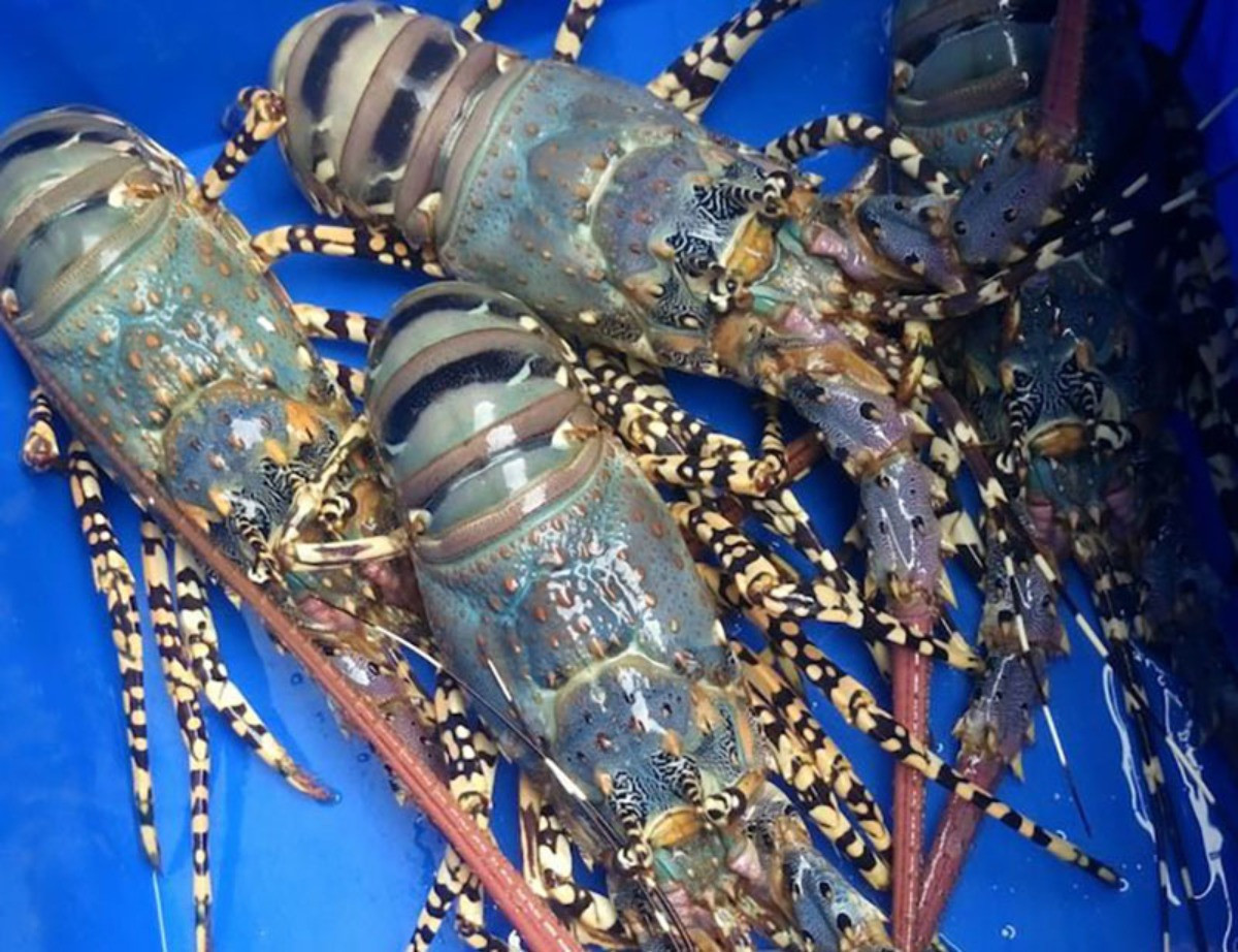 Tôm hùm bông - hải sản 'nhà giàu' giá rẻ bất ngờ Tom hum bong - hai san 'nha giau' gia re bat ngo