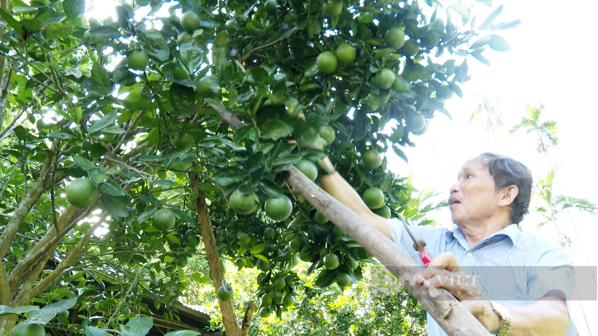 Quảng Nam: Hái ra tiền từ kinh tế vườn, thu cả trăm triệu/năm - Hình 7 Quang Nam: Hai ra tien tu kinh te vuon, thu ca tram trieu/nam-Hinh-7