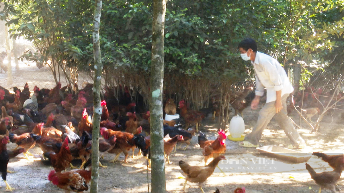 Quảng Nam: Hái ra tiền từ kinh tế vườn, thu cả trăm triệu/năm - Hình 3 Quang Nam: Hai ra tien tu kinh te vuon, thu ca tram trieu/nam-Hinh-3