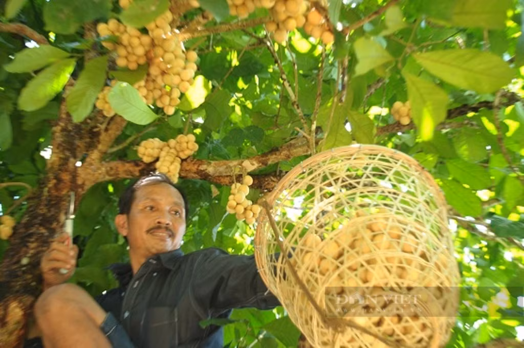 Quang Nam: Hai ra tien tu kinh te vuon, thu ca tram trieu/nam-Hinh-6