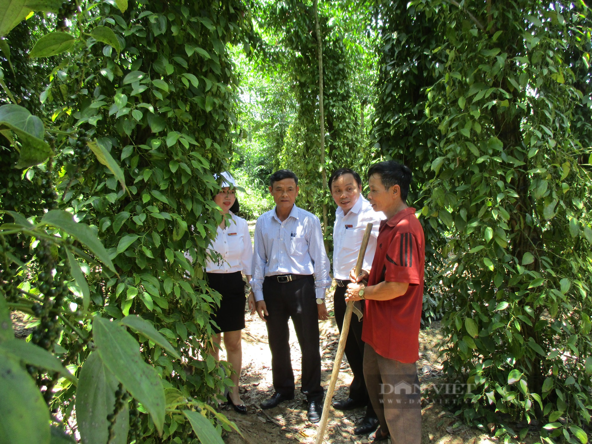 Quảng Nam: Hái ra tiền từ kinh tế vườn, thu cả trăm triệu/năm - Hình 10 Quang Nam: Hai ra tien tu kinh te vuon, thu ca tram trieu/nam-Hinh-10
