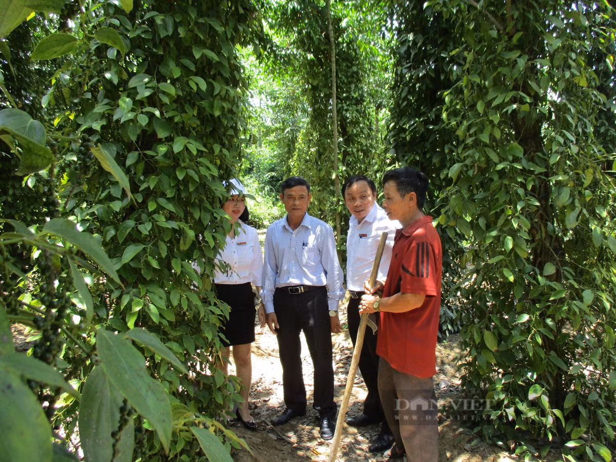Quang Nam: Hai ra tien tu kinh te vuon, thu ca tram trieu/nam-Hinh-10