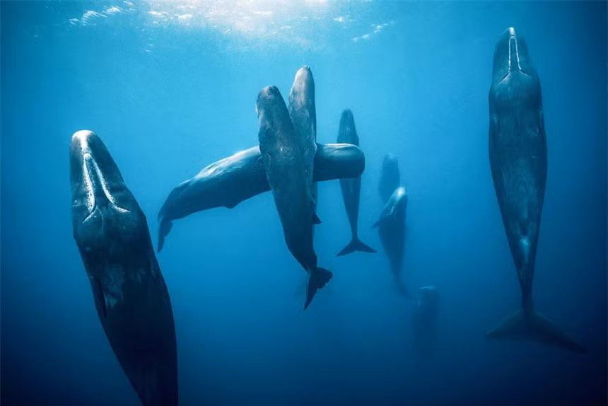 Tai sao ca nha tang ngu thang dung?-Hinh-2