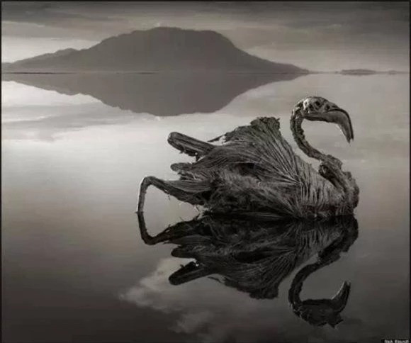 Ho ky la va dang so nhat tren the gioi, duoc goi la 'Ho hoa da'-Hinh-3