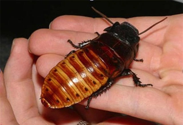 Nhung su that thu vi ve loai gian