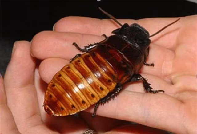 Nhung su that thu vi ve loai gian