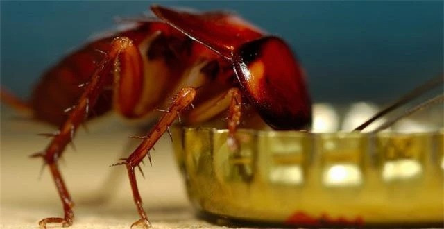 Nhung su that thu vi ve loai gian-Hinh-3