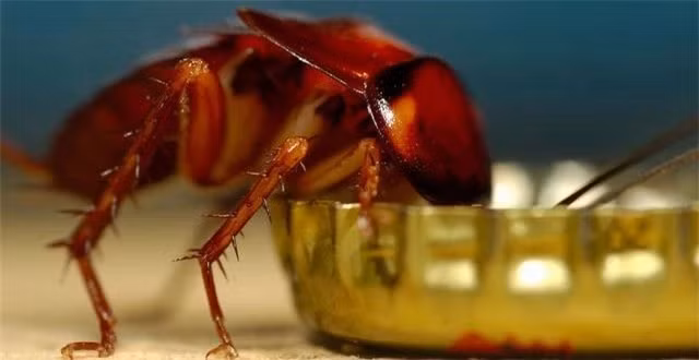 Nhung su that thu vi ve loai gian-Hinh-3