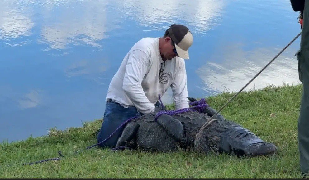 Bi ca sau keo xuong nuoc khi co gang cuu con cho