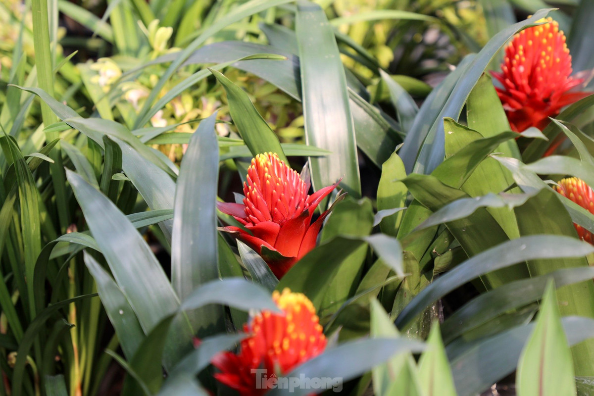 Thu phu hoa noi tieng mien Bac ruc ro sac mau buoc vao vu Tet-Hinh-6