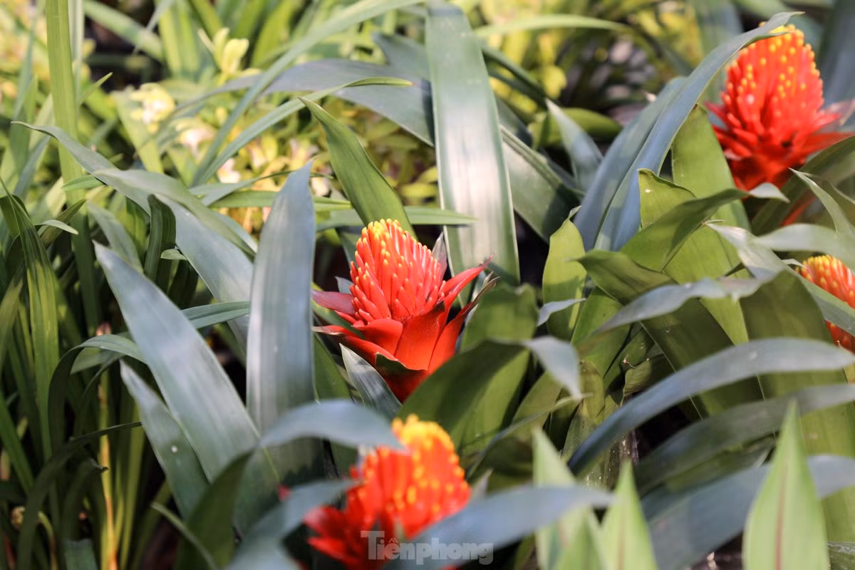 Thu phu hoa noi tieng mien Bac ruc ro sac mau buoc vao vu Tet-Hinh-6