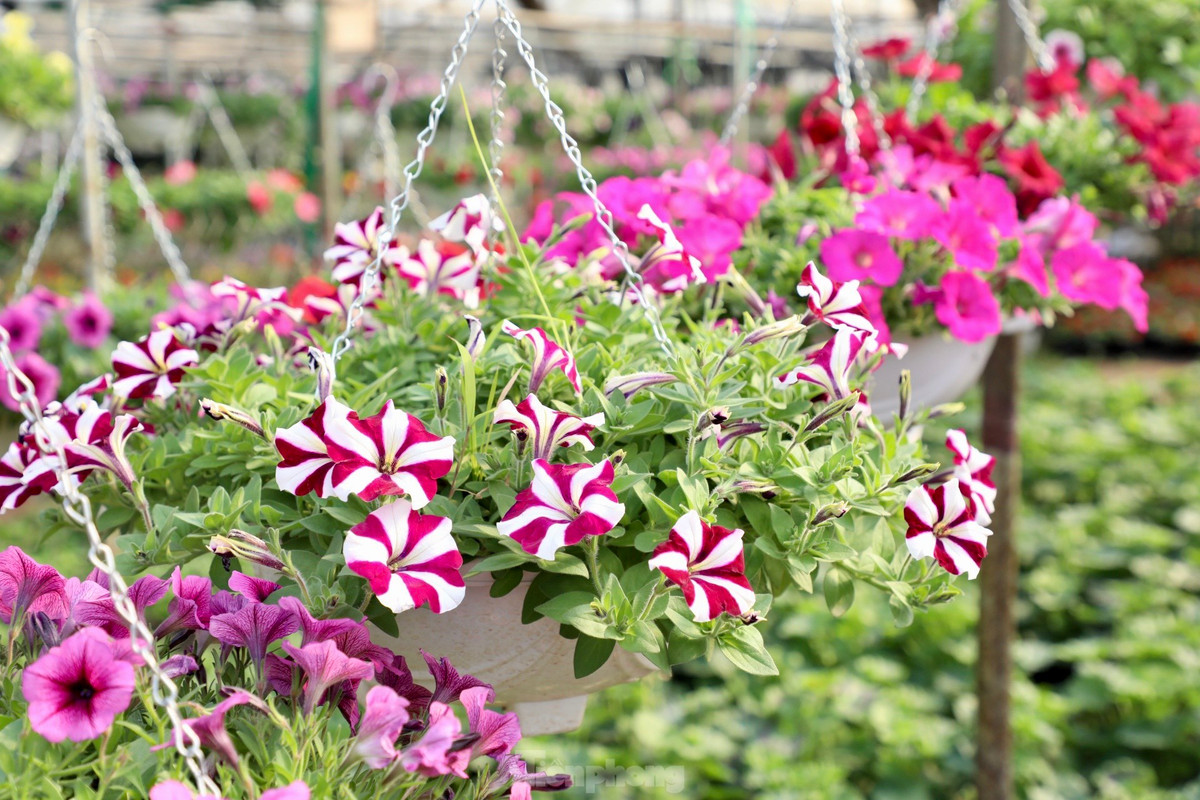 Thu phu hoa noi tieng mien Bac ruc ro sac mau buoc vao vu Tet-Hinh-13