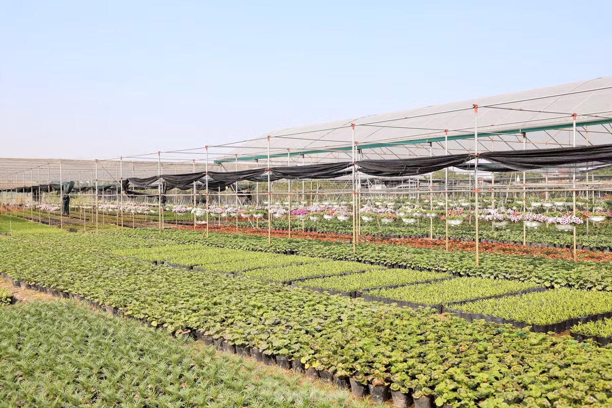 Thu phu hoa noi tieng mien Bac ruc ro sac mau buoc vao vu Tet-Hinh-19