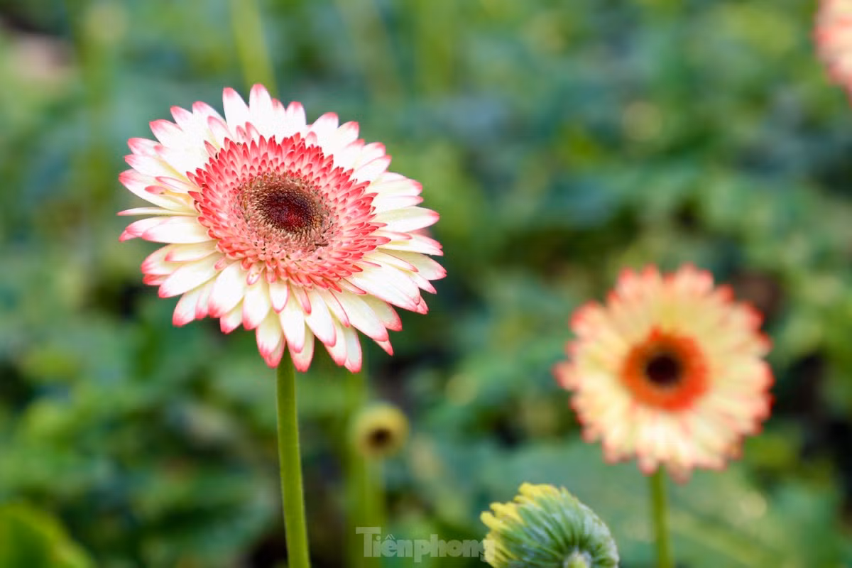 Thu phu hoa noi tieng mien Bac ruc ro sac mau buoc vao vu Tet-Hinh-16