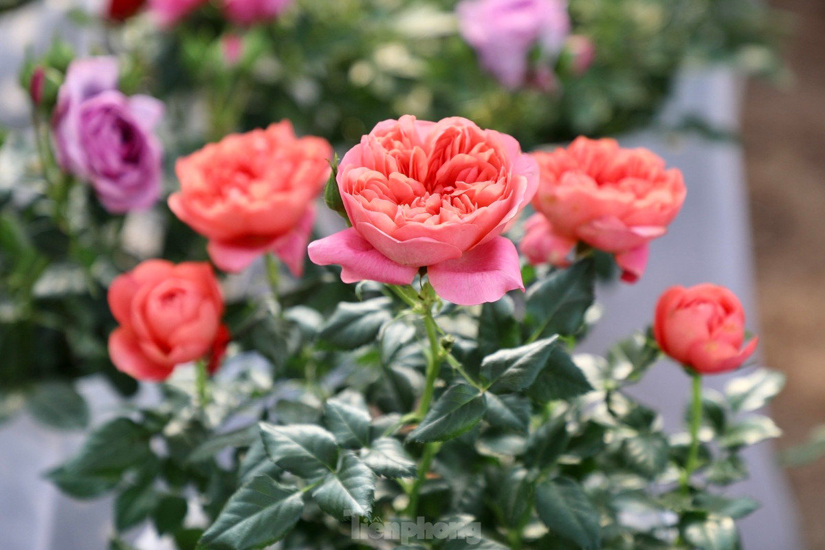 Thu phu hoa noi tieng mien Bac ruc ro sac mau buoc vao vu Tet-Hinh-4