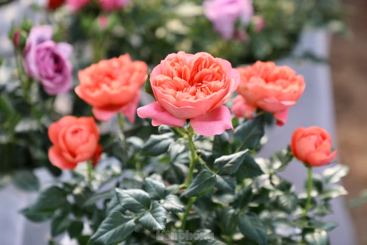 Thu phu hoa noi tieng mien Bac ruc ro sac mau buoc vao vu Tet-Hinh-4