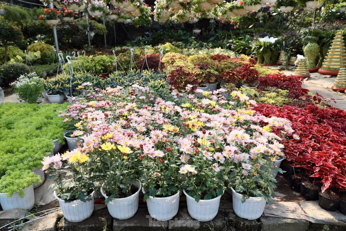 Thu phu hoa noi tieng mien Bac ruc ro sac mau buoc vao vu Tet-Hinh-2