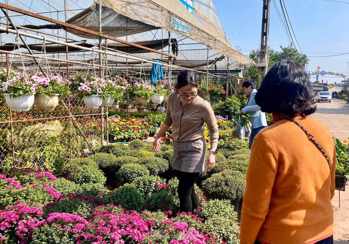 Thu phu hoa noi tieng mien Bac ruc ro sac mau buoc vao vu Tet-Hinh-9