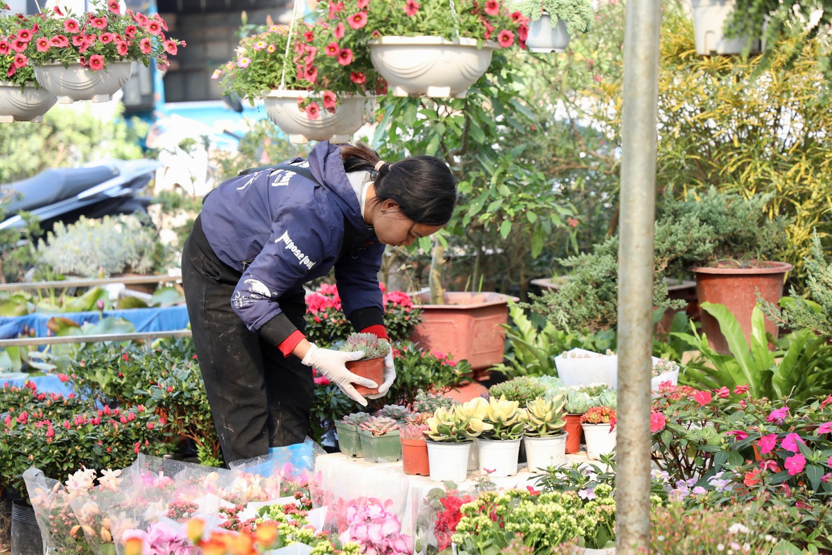 Thu phu hoa noi tieng mien Bac ruc ro sac mau buoc vao vu Tet-Hinh-8