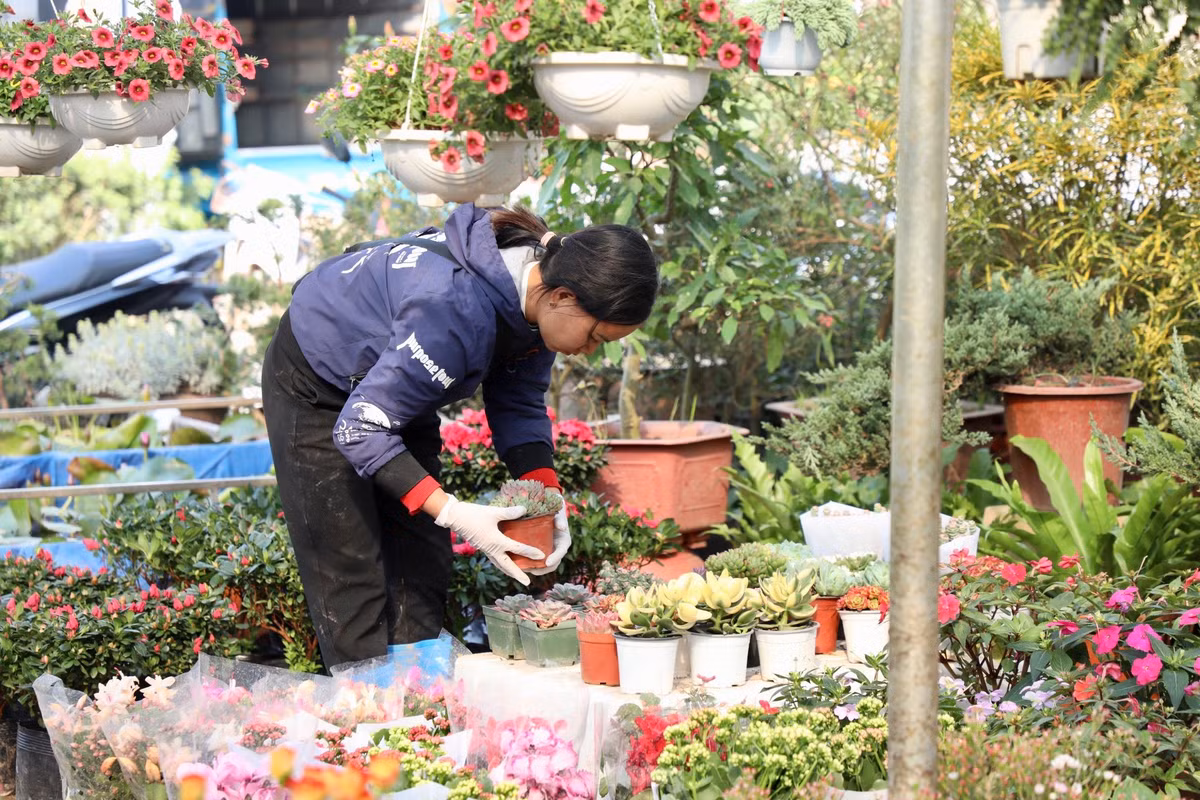 Thu phu hoa noi tieng mien Bac ruc ro sac mau buoc vao vu Tet-Hinh-8