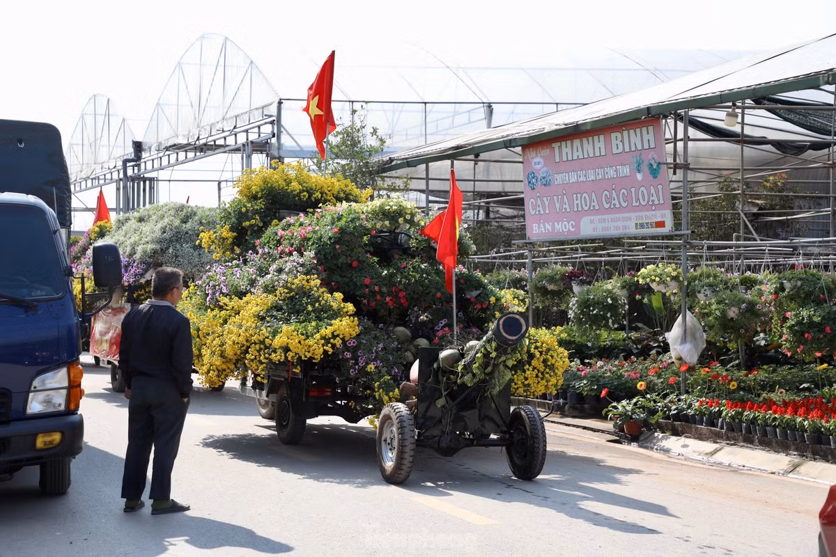 Thu phu hoa noi tieng mien Bac ruc ro sac mau buoc vao vu Tet-Hinh-24