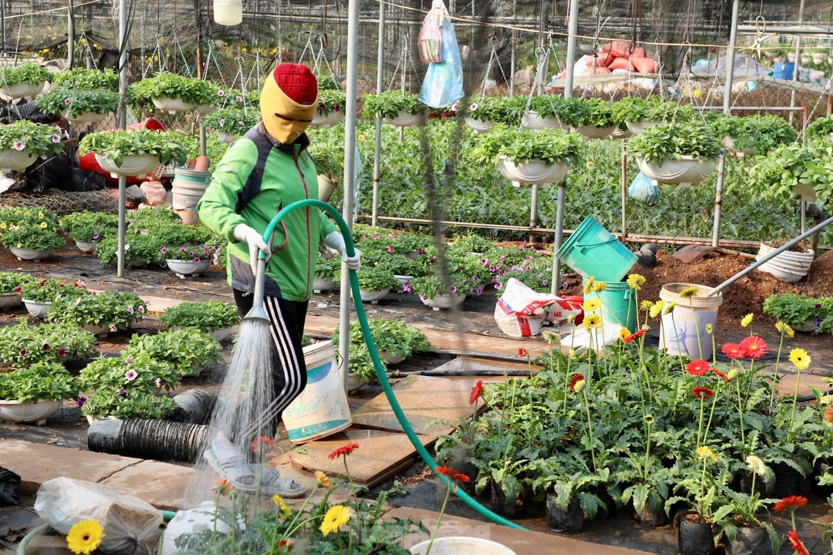 Thu phu hoa noi tieng mien Bac ruc ro sac mau buoc vao vu Tet-Hinh-18