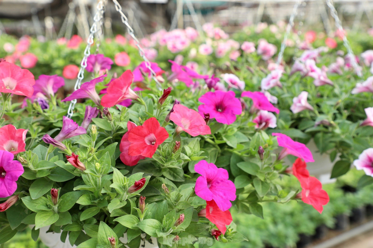 Thu phu hoa noi tieng mien Bac ruc ro sac mau buoc vao vu Tet-Hinh-14