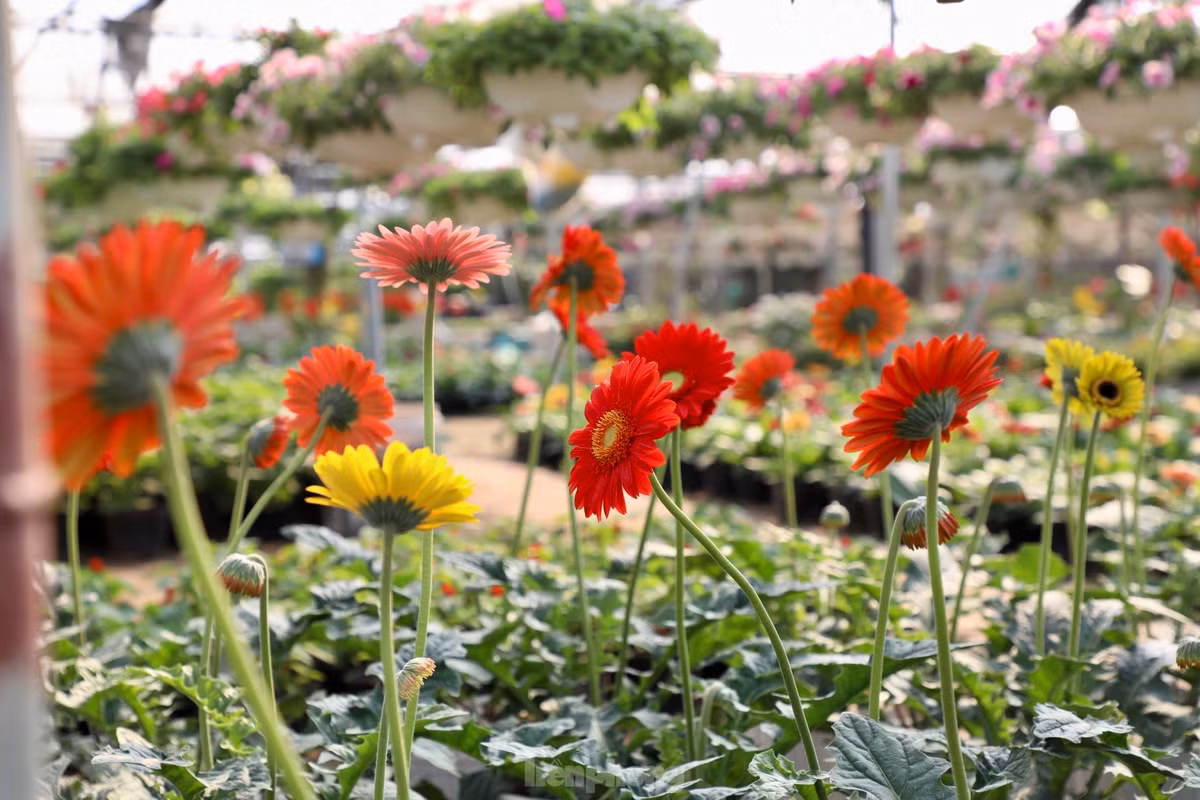 Thu phu hoa noi tieng mien Bac ruc ro sac mau buoc vao vu Tet-Hinh-15