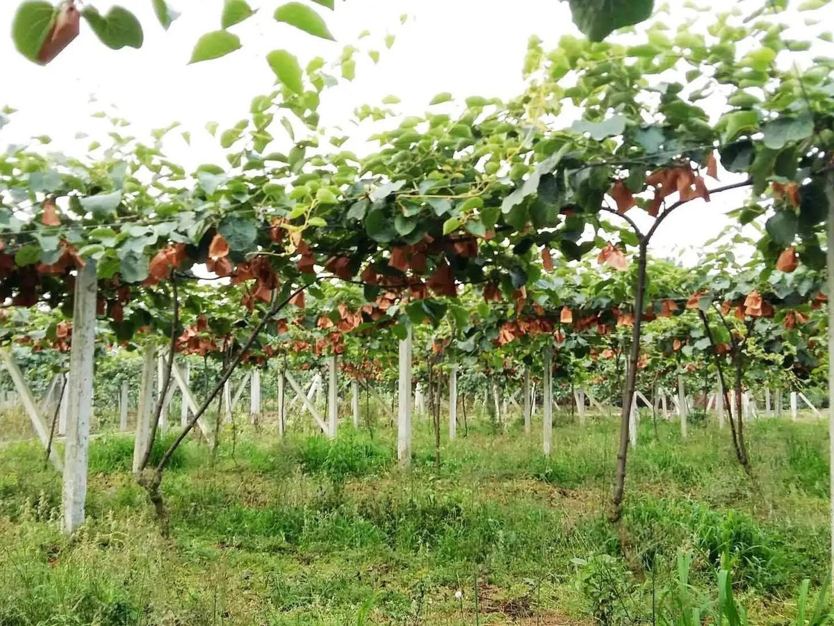 Vuot len ton thuong, co gai so huu khoi tai san khong lo-Hinh-5
