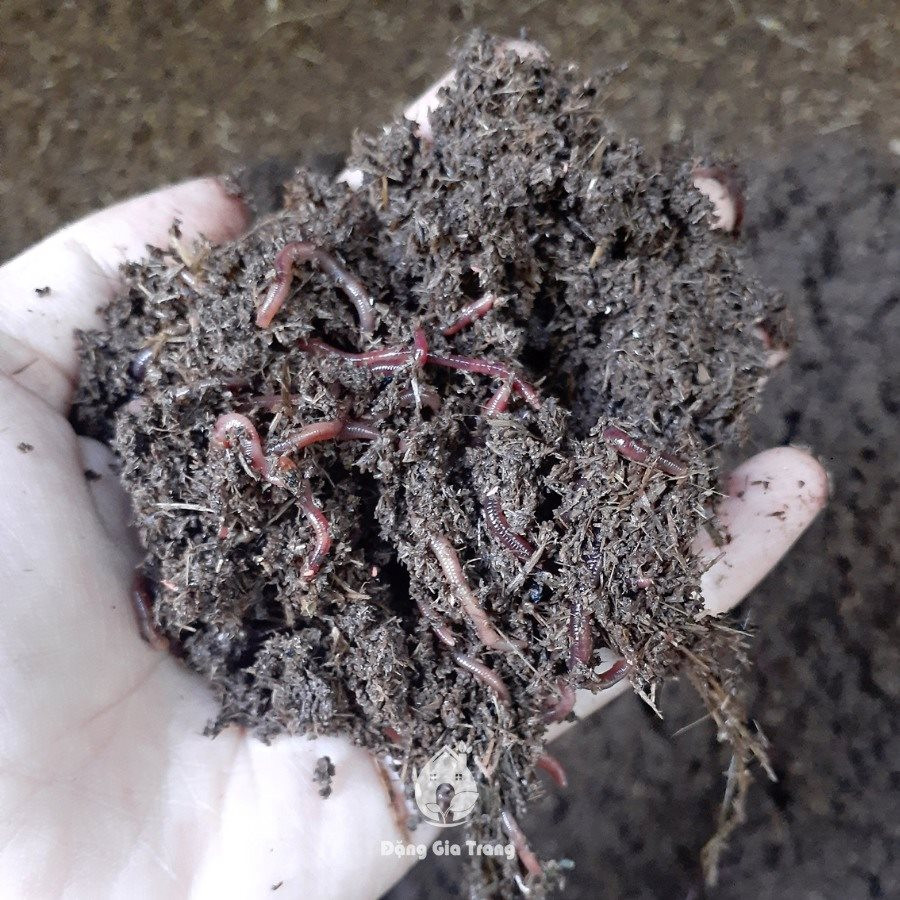 Vuot len ton thuong, co gai so huu khoi tai san khong lo-Hinh-4