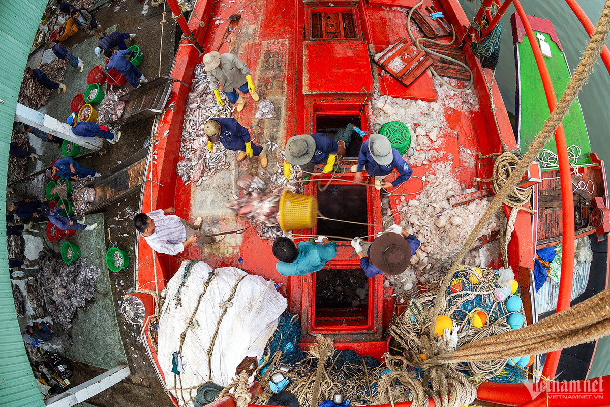 Cang bien co doi tau ca dong nhat ca nuoc-Hinh-3