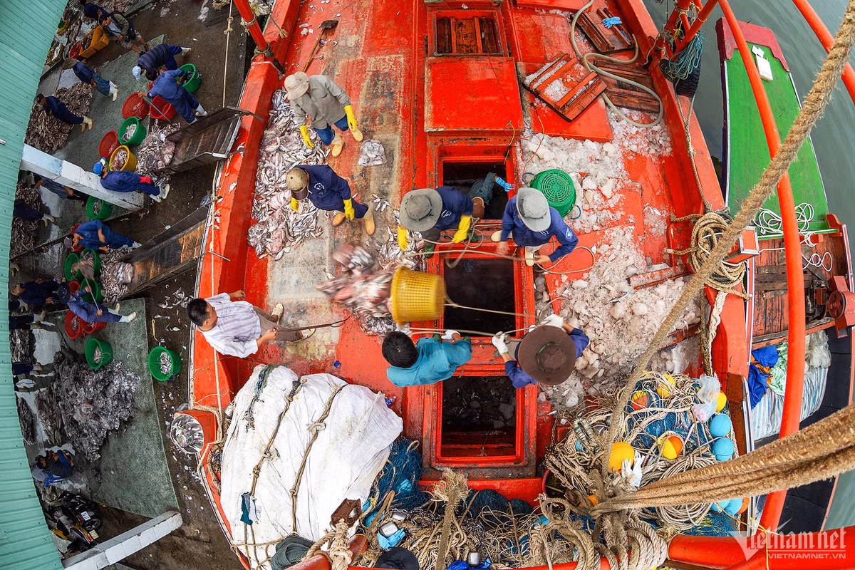 Cang bien co doi tau ca dong nhat ca nuoc-Hinh-3