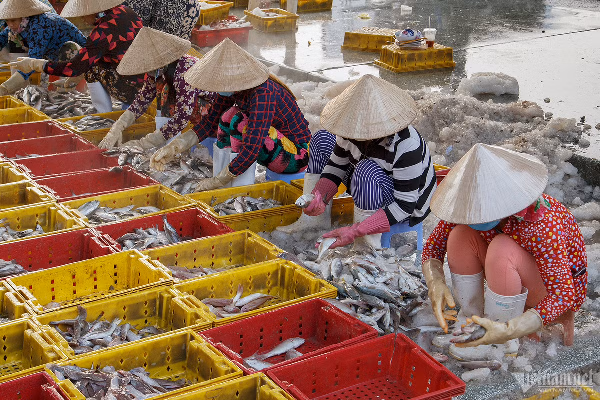 Cang bien co doi tau ca dong nhat ca nuoc-Hinh-8
