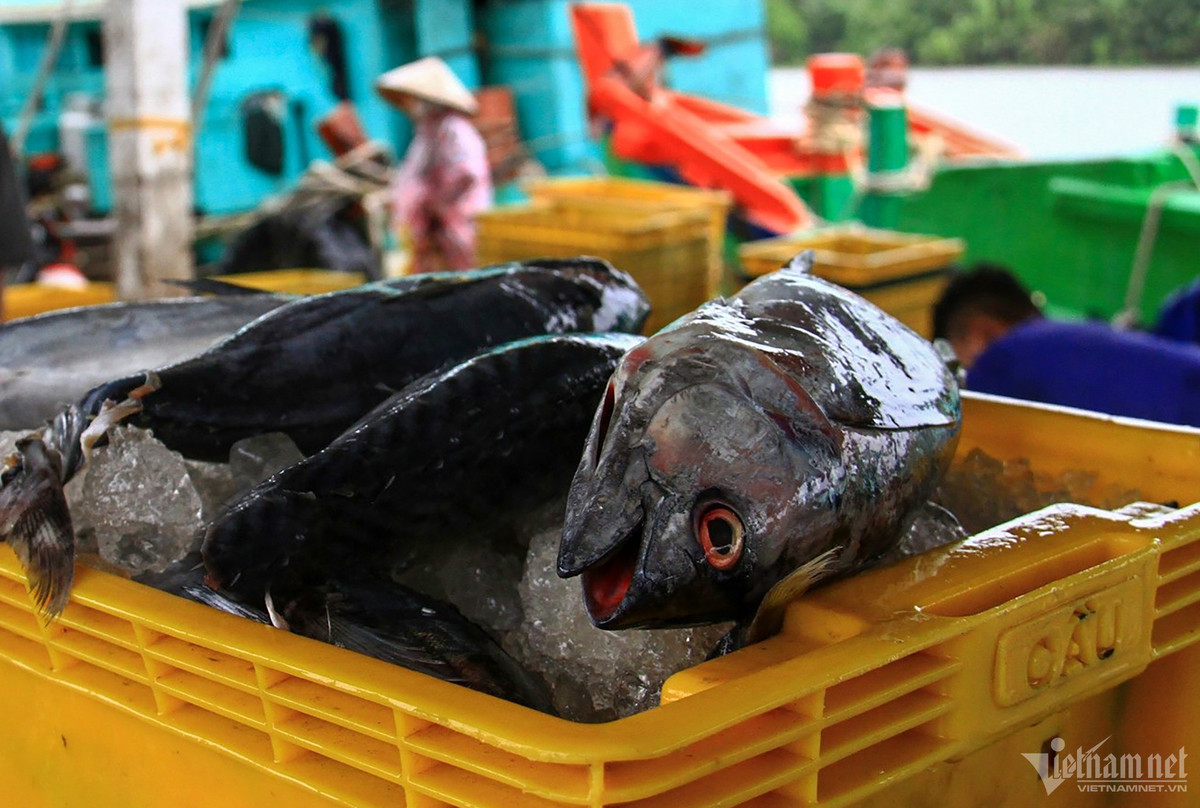 Cang bien co doi tau ca dong nhat ca nuoc-Hinh-6