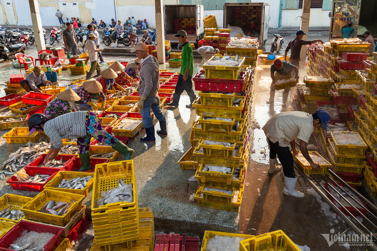 Cang bien co doi tau ca dong nhat ca nuoc-Hinh-9