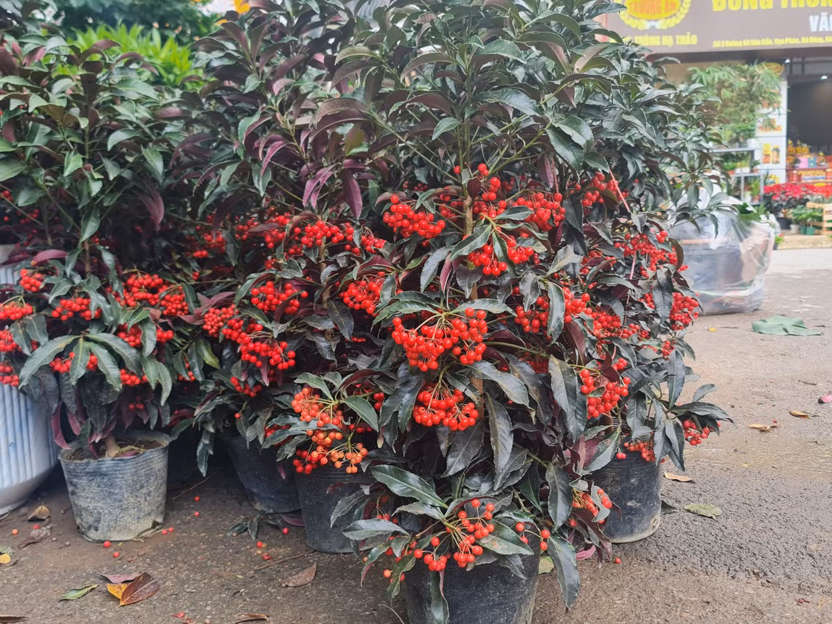 Cây kim ngân lượng có giá rơi vào khoảng 140.000 - 160.000 đồng/cây.