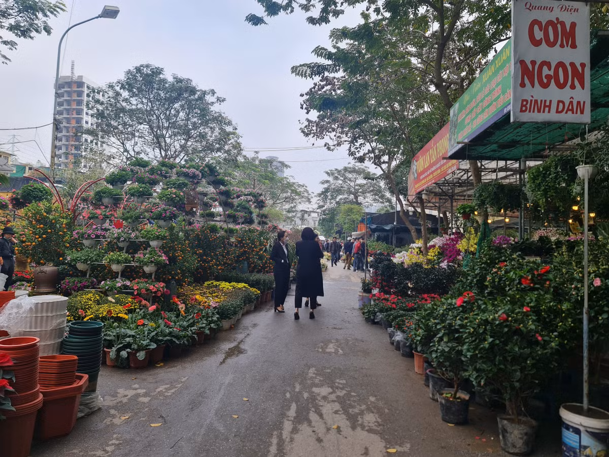 Không chỉ có đào, quất, lan, mà chợ hoa Vạn Phúc vẫn bày bán rất nhiều loại hoa, cây cảnh khác. 