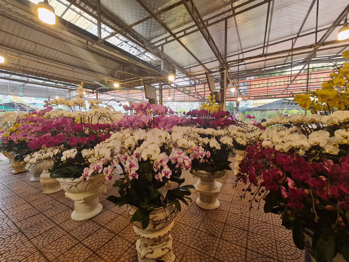 Một chậu hoa hồ điệp loại lớn có giá trung bình khoảng 6 - 9 triệu đồng