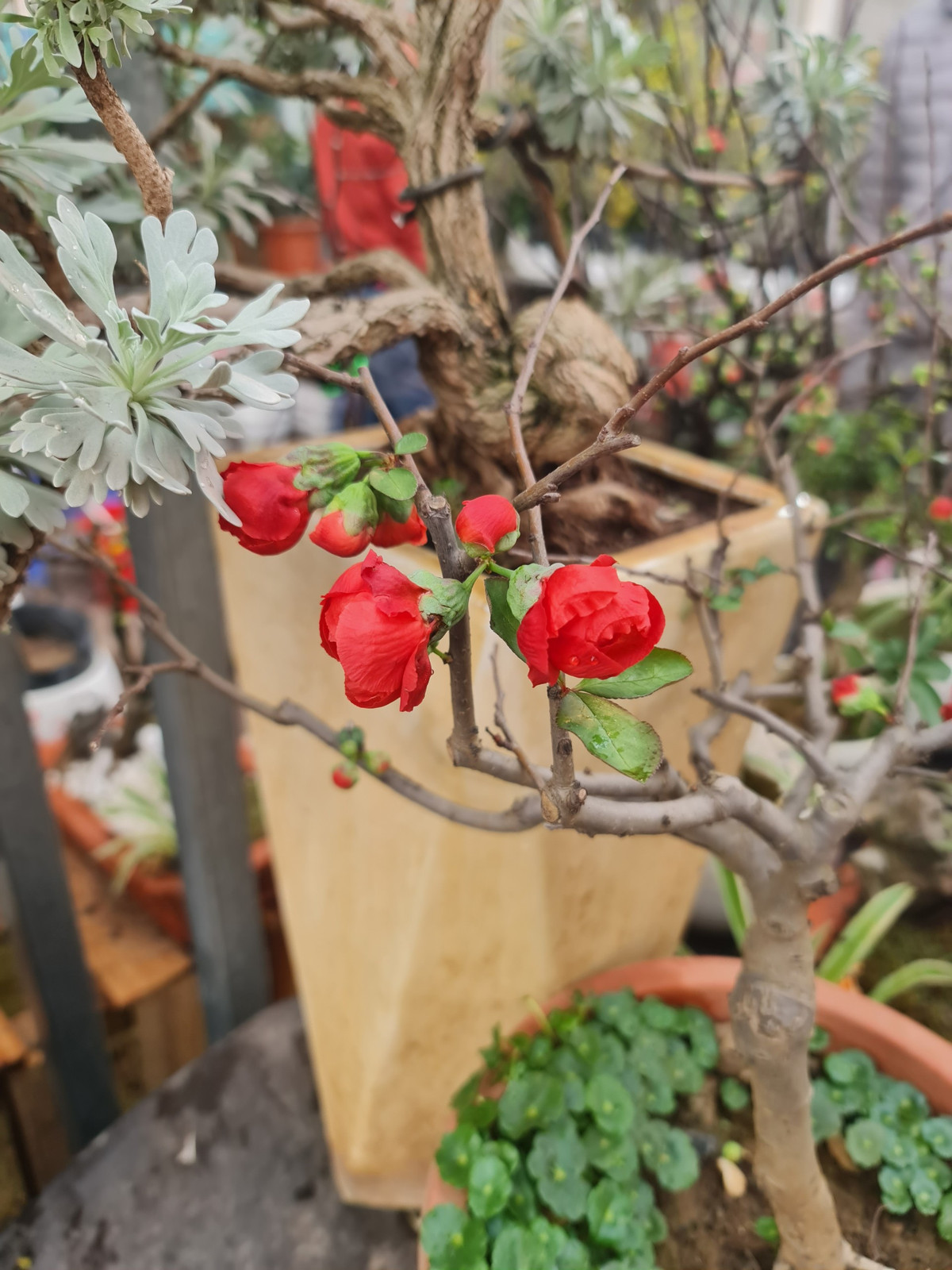 Hoa mai đỏ Nhật Bản được chủ cửa hàng cho biết là sống lâu, bền hơn các loại đào thường thấy của Việt Nam. Với kiểu dáng nhỏ, Hoa mai đỏ Nhật Bản khá phù hợp để bày trên bàn trà.