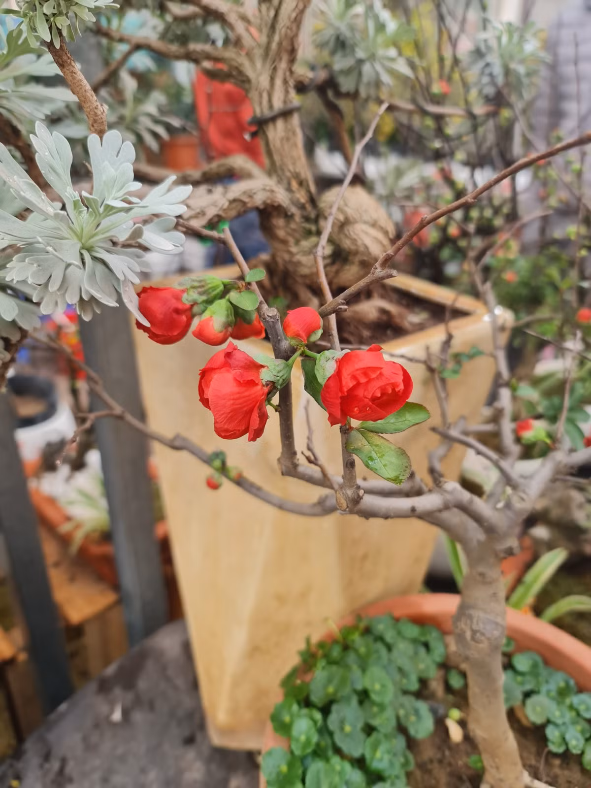 Hoa mai đỏ Nhật Bản được chủ cửa hàng cho biết là sống lâu, bền hơn các loại đào thường thấy của Việt Nam. Với kiểu dáng nhỏ, Hoa mai đỏ Nhật Bản khá phù hợp để bày trên bàn trà.