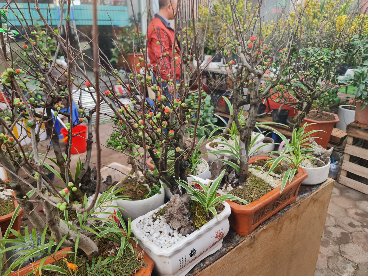 Một số loại cây cảnh khác ít phổ biến hơn như mai đỏ Nhật Bản có giá khoảng 500.000 - 600.000 đồng/cây.